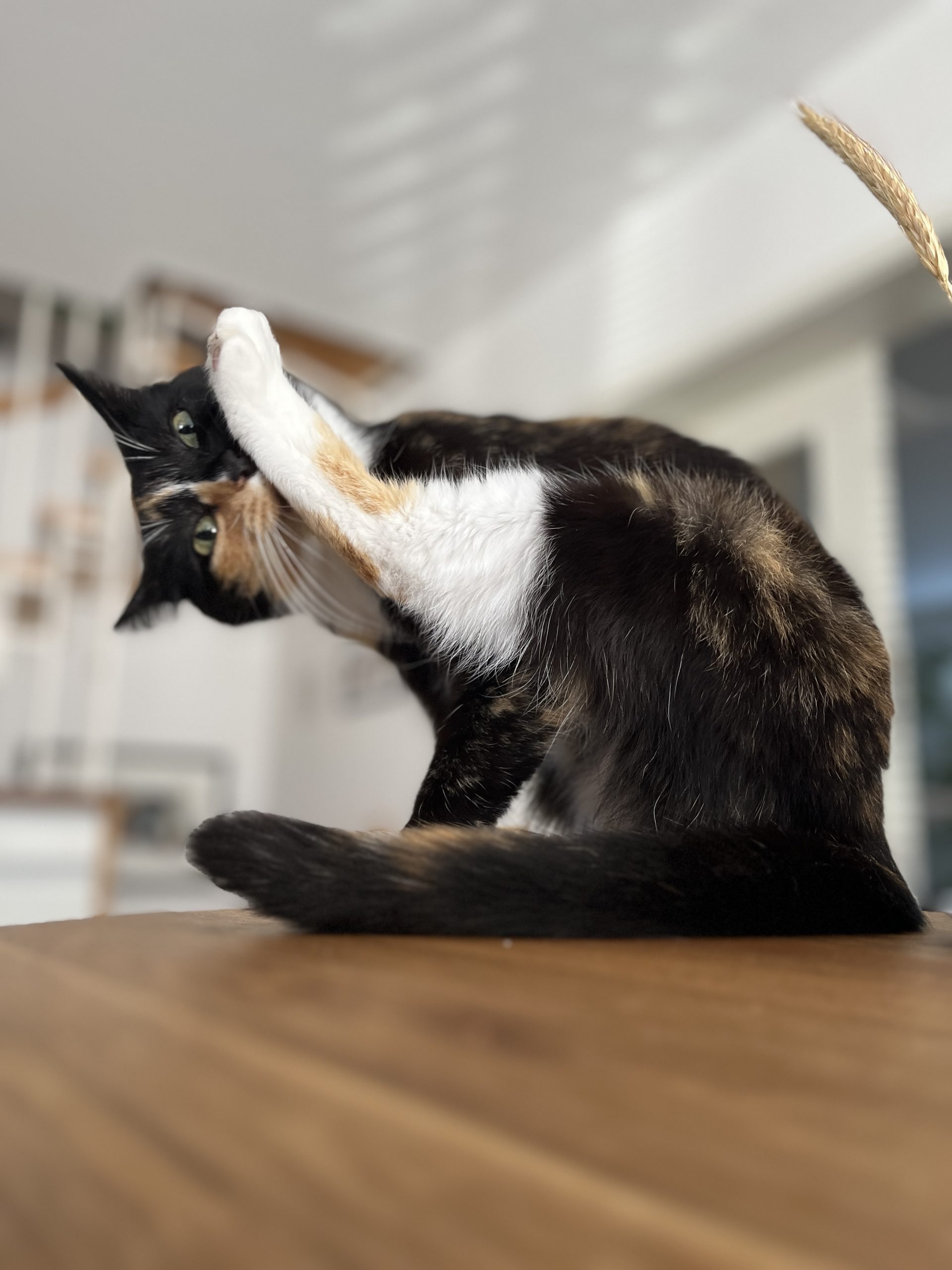 Das Beitragsbild zeigt eine außergewöhnlich gelenkige Katze.