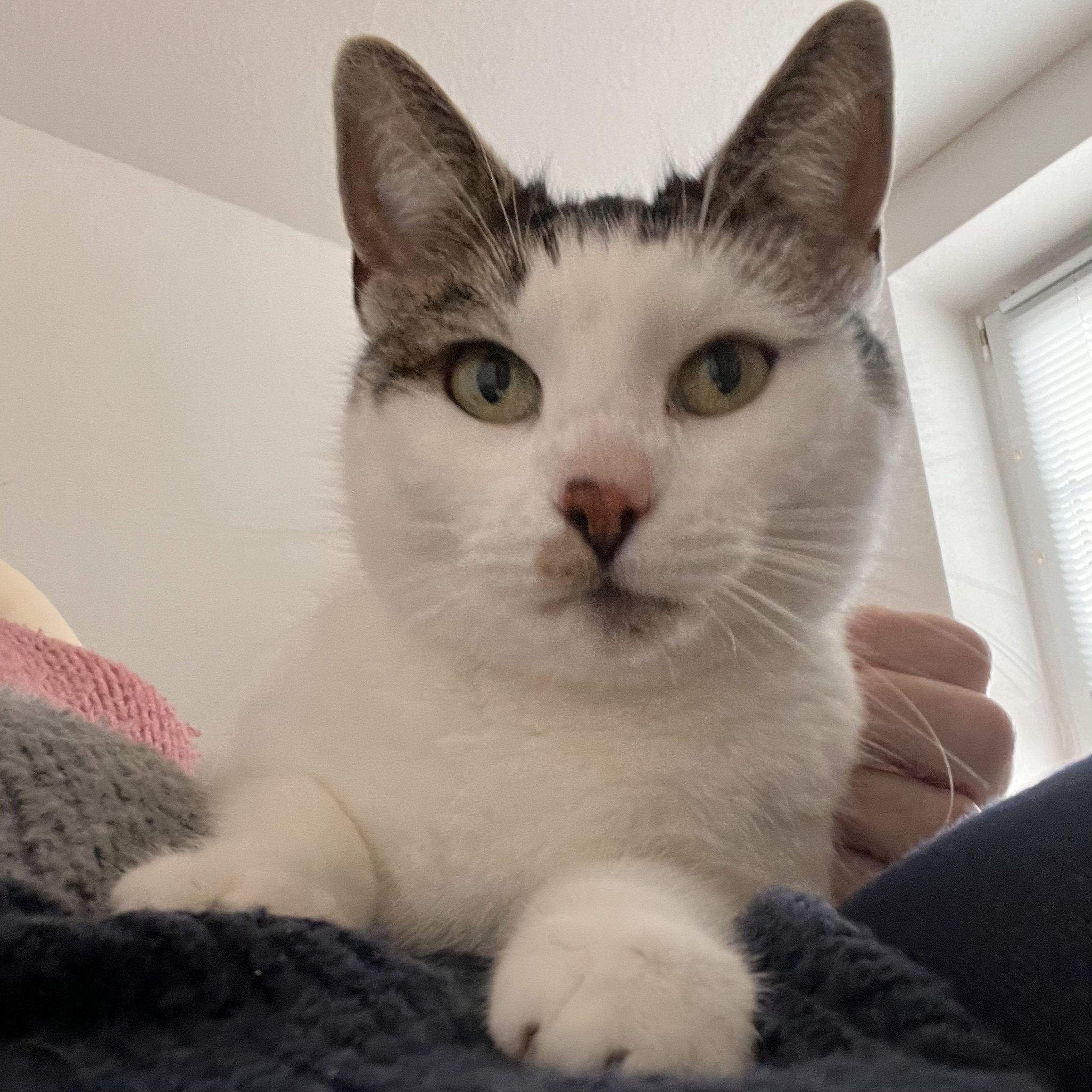 Das Beitragsbild zeigt Macchiate,eine Katze, die gewisse autistische Wesensmerkmale zeigt.