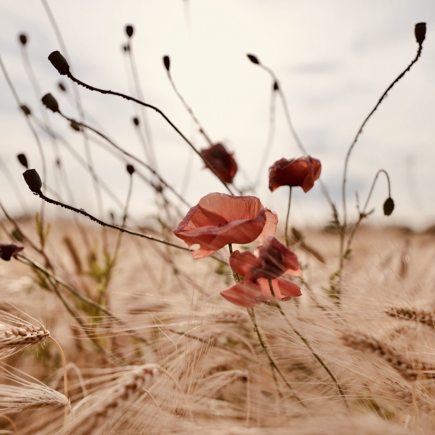 Das Beitragsbild zeige mehrere Mohnblumen in einem Kornfeld